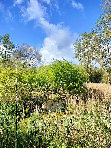 Vue sur marais