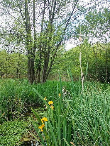 Vue sur marais