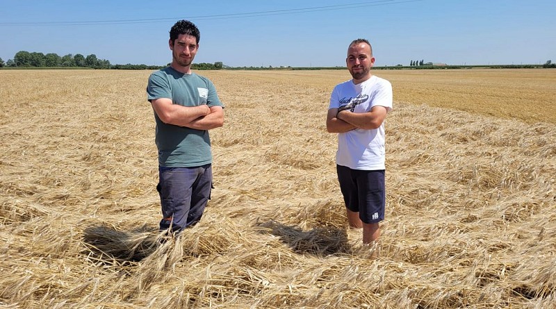 Grain d'Epi