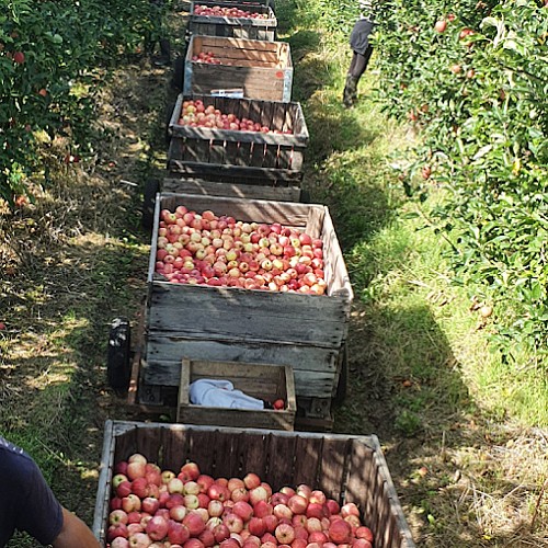 Le Verger de Chantoiseau