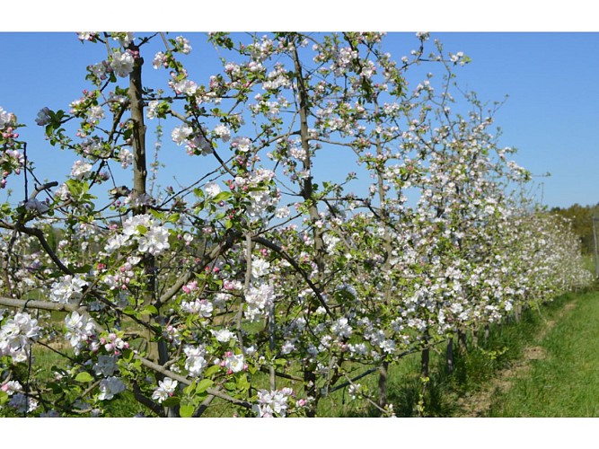 Format Sirtaqui 800*600pxl - 3