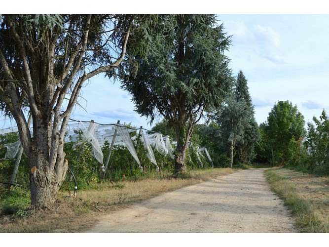 Format Sirtaqui 800*600pxl - 3