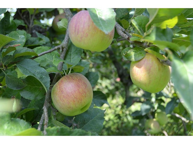 Les vergers de méquin