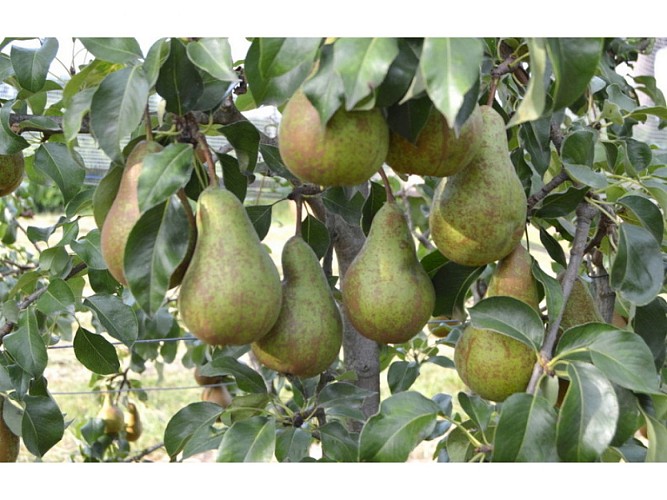 Les vergers de méquin