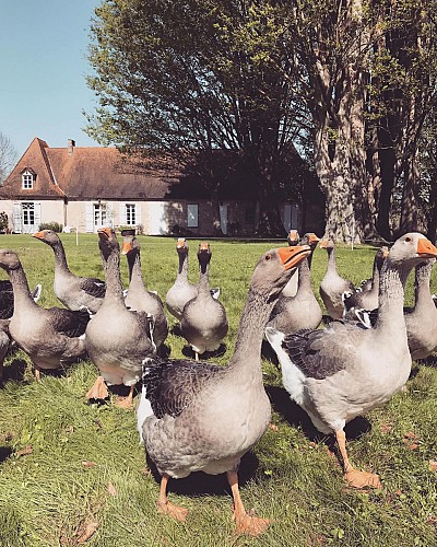 ferme des fayards