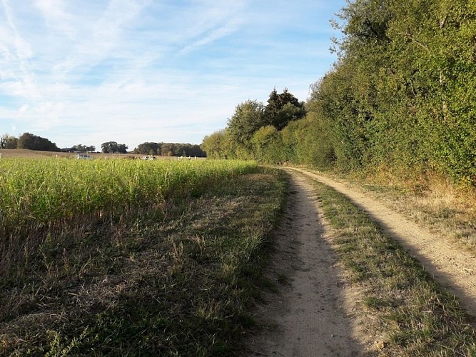 Chemin de randonnée à Férolles