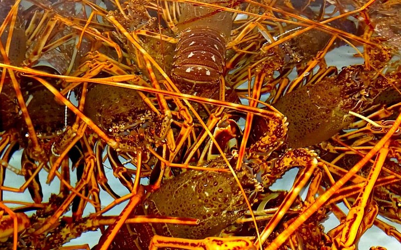 Visite guidée de la criée