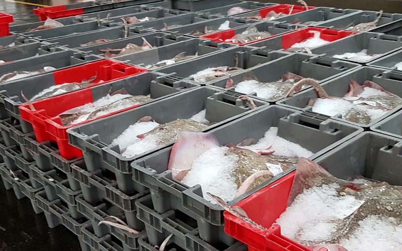 Visite guidée de la criée