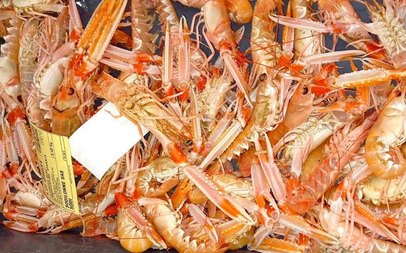 Visite guidée de la criée