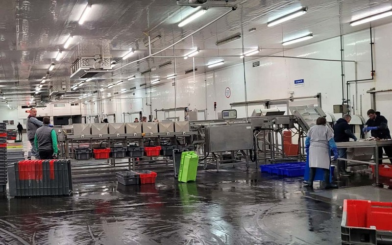 Visite guidée de la criée