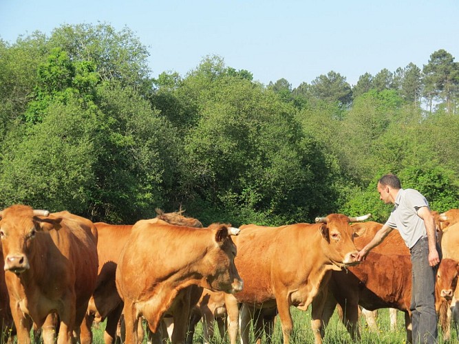 FermedePaufy boeufs 2