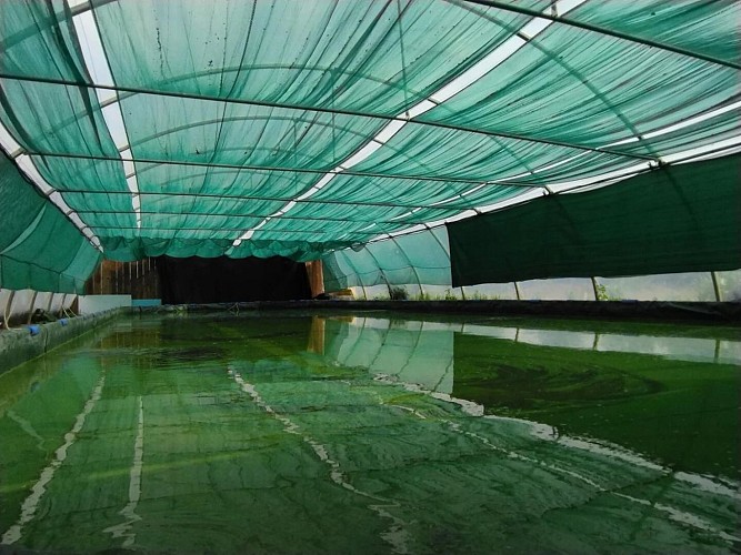 Spiruline JMarc Dubois