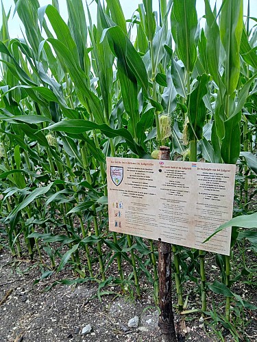 Périgord Inattendu - Labyrinthe de mais à Vendoire
