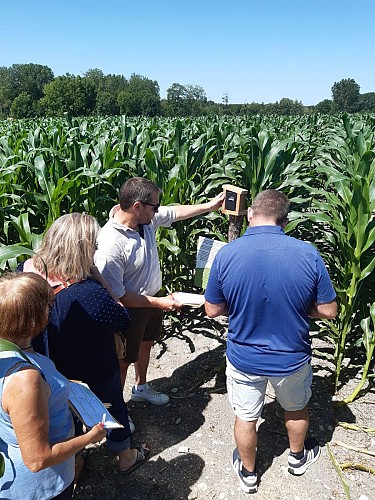 Périgord Inattendu - Labyrinthe de mais à Vendoire