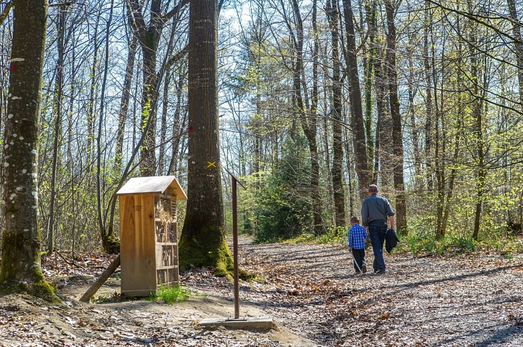 csm_foret-Vaseix-10_3aef0d8260