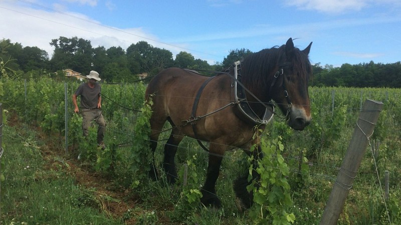 Sirtaqui -Château l'Escarderie - cheval de trait