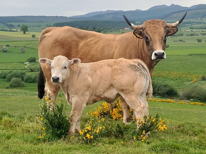 Balade à la ferme : Gaec des Volcans