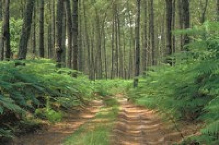 Chemin en SousBois Vert 