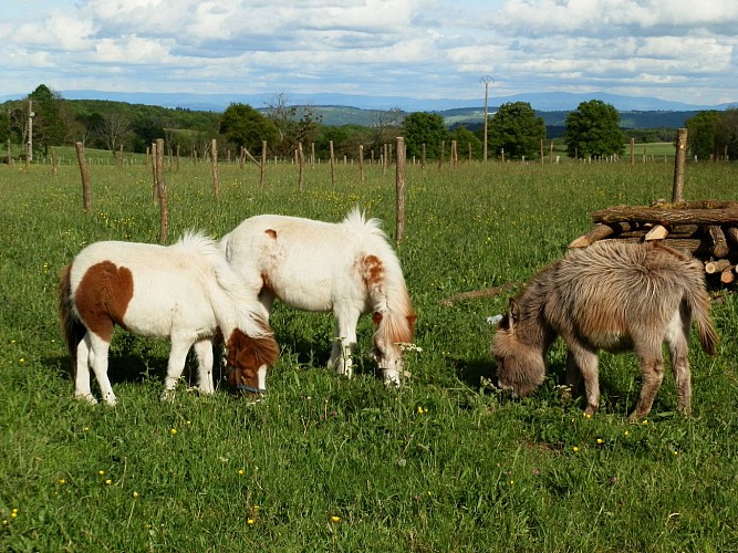 Marie à la ferme