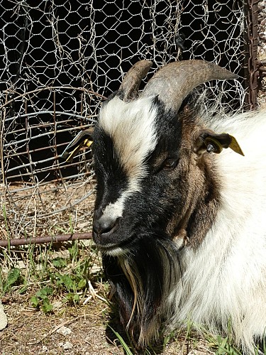 Marie à la ferme