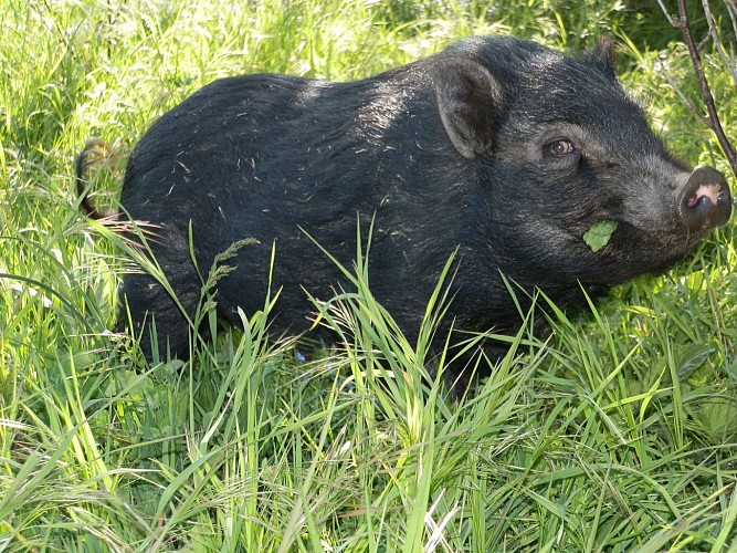 Marie à la ferme