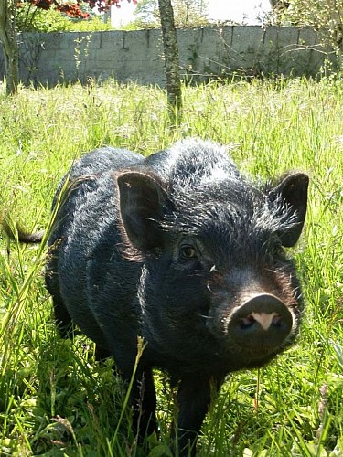 Marie à la ferme