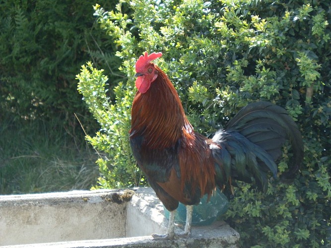 Marie à la ferme