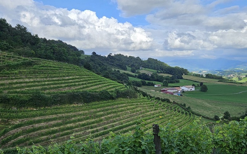 Vignes prieuré 1