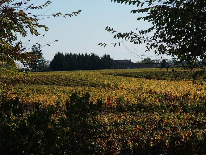 Domaine du Grand Ormeau Vignes d'automne