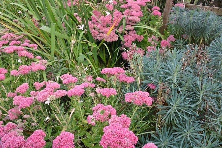 Fête agri paysanne-fleurs