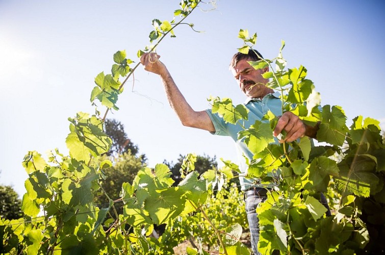 Visite guidée de la vigne au verre - Domaine Landron Chartier
