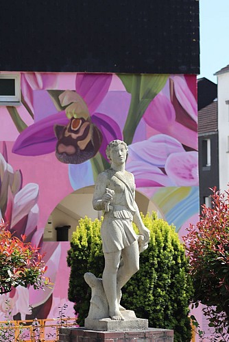 Iris, Ophris, Dactylorhiza 2