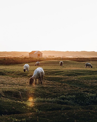 Les Prés Salés de Regnéville-sur-Mer : Une Immersion dans la Nature Normande