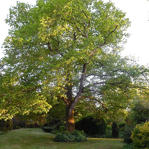 Grand-Gite-de-Fenouil-Civrac-de-Blaye-parc2-Credit-Agnes-Dartigol