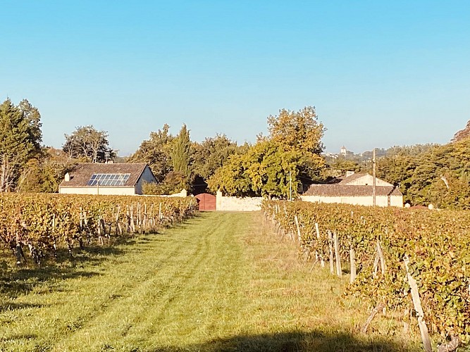 Clos Labellie vigne 