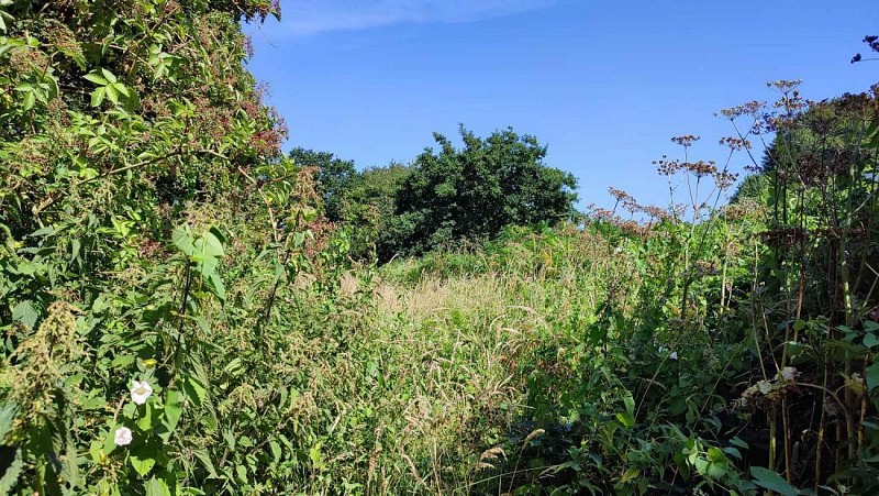 La jungle - Hors chemins