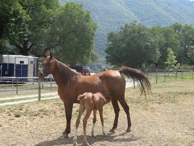 Haras du Don