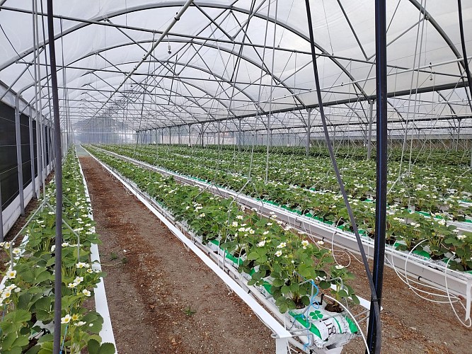 Les Fraises de Marine et Pierre