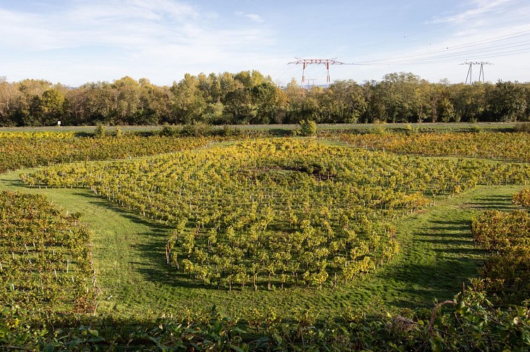 La Grande Vignolle