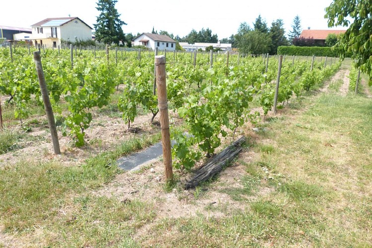 Cave Stéphanie Guillot