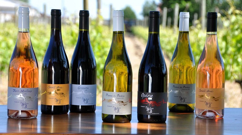 Cave Stéphanie Guillot