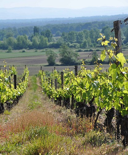 Cave Stéphanie Guillot