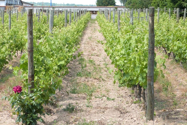 Cave Stéphanie Guillot