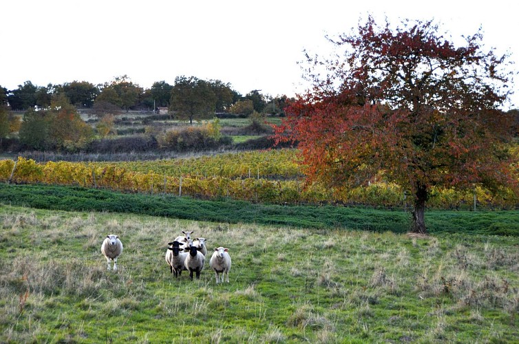 Cave Stéphanie Guillot