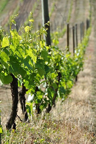 Cave Stéphanie Guillot