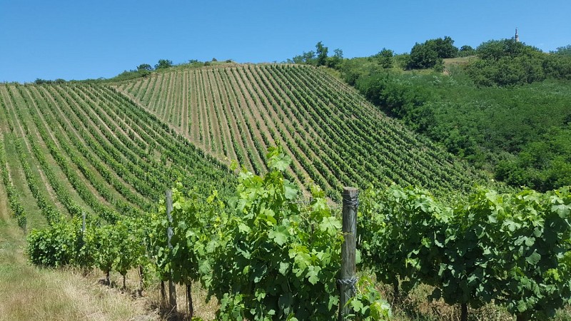 Winzer Gilles Bonnefoy- Domaine de La Madone