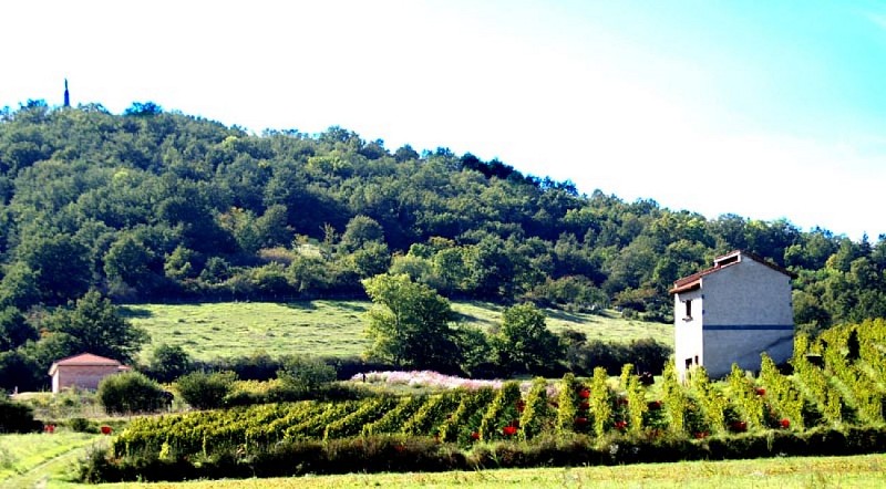 Winzer Gilles Bonnefoy- Domaine de La Madone