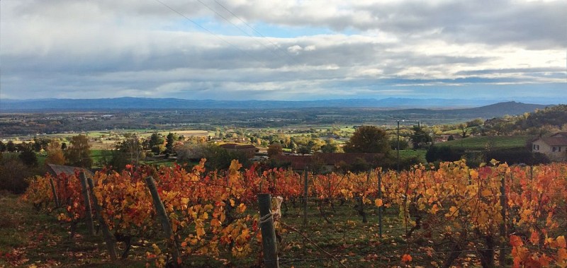 Domaine des Terrasses