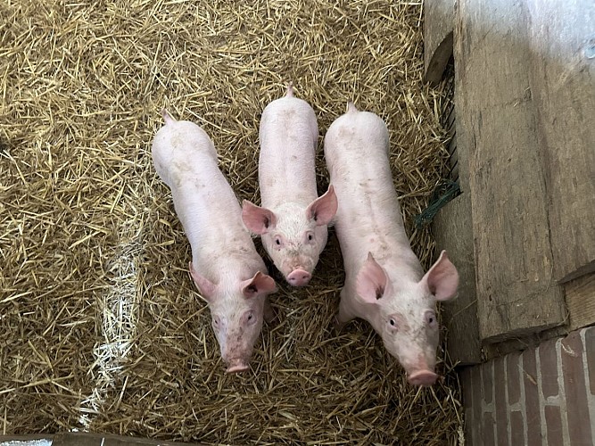 Le Puits-cochons