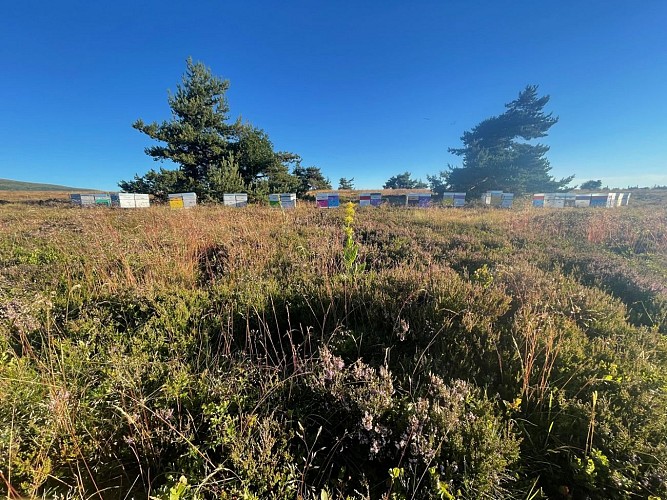 Miellerie des Monts du Forez